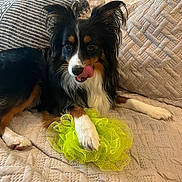 Ted joined the competition — help win amazing prizes! dog, tricolor, paw, tongue, couch, quilted, pillow, indoors, pet, fur, playful, bath_pouf, relaxed, snout, ears, bedroom, cozy, animal, cute, companion