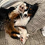 Ted is registered to the contest to win money with this photo: dog, paw, couch, blanket, fur, pet, tricolor, relaxing, indoor, canine, playful, animal, closeup, cozy, texture, resting, cute, companion, friendly, bedroom