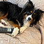 Ted is registered to the contest to win money with this photo: dog, pet, remote_control, blanket, fur, tricolor, paw, indoor, cute, animal, laying_down, bed, cozy, looking_at_camera, ears, nose, eyes, white_paw, black_fur, brown_fur