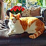 cat, cozy, cushions, daylight, flower_vase, furniture, greenery, home_interior, indoor, leather_couch, living_room, orange_cat, pet, plants, red_roses, relaxed, resting, sunlight, white_cat, window
