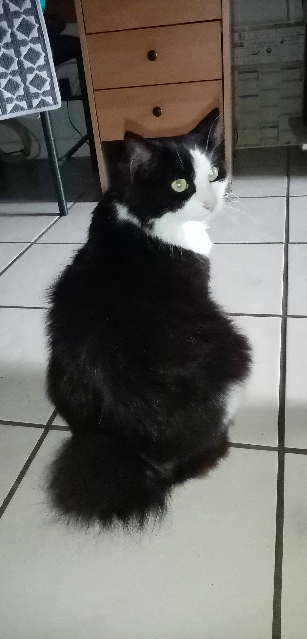 Zazou a rejoint le concours — aidez-le/la à gagner de superbes lots ! black_and_white, black_cat, carnivore, cat, cymric, domestic_long_haired_cat, felidae, fur, kitten, norwegian_forest_cat, persian, polydactyl_cat, ragamuffin, small_to_medium_sized_cats, tail, whiskers