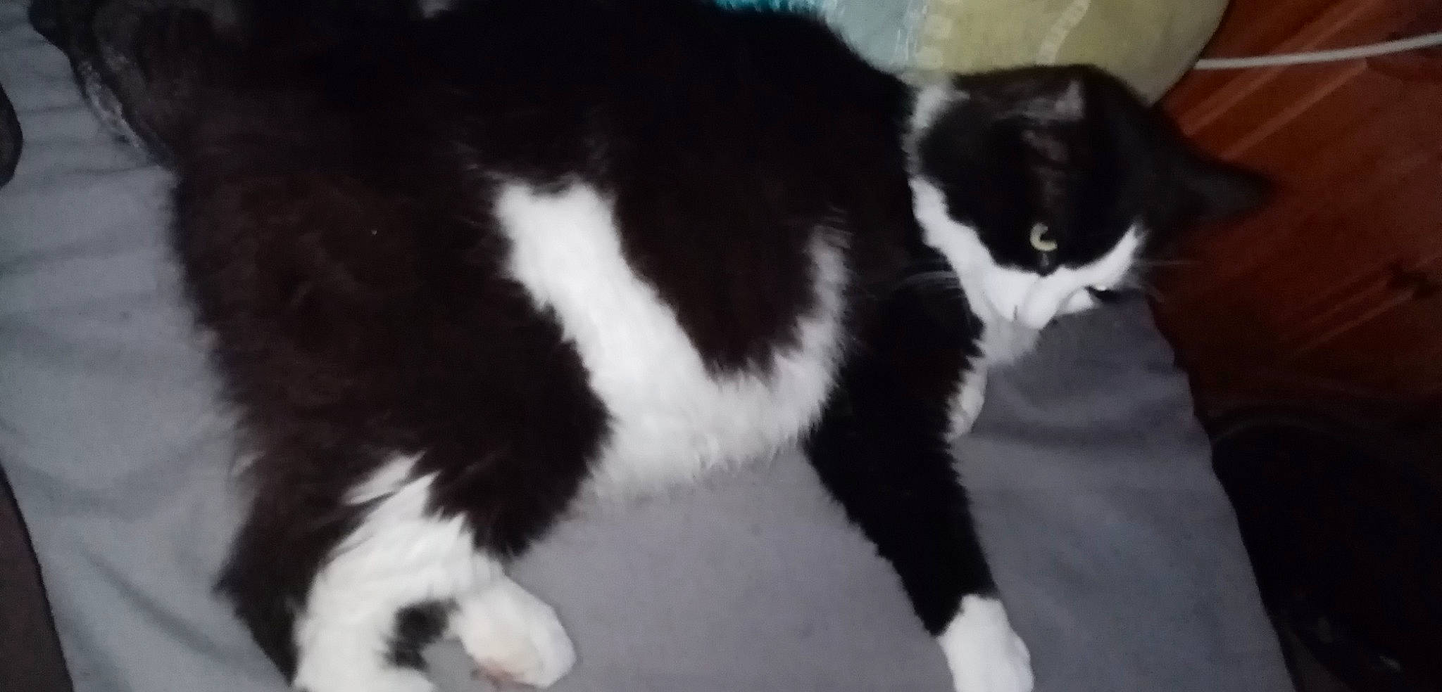 Zazou participe au concours pour gagner de l'argent avec cette photo : black, black_and_white, carnivore, cat, felidae, fur, kitten, mammal, polydactyl_cat, small_to_medium_sized_cats, tail, vertebrate, whiskers