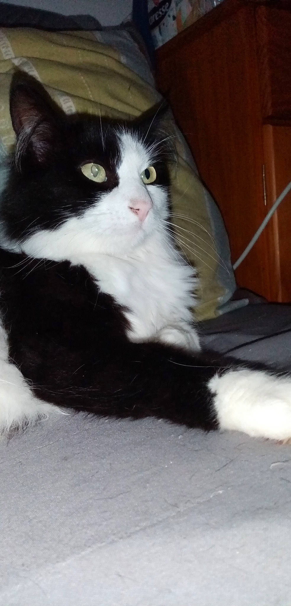 Zazou participe au concours pour gagner de l'argent avec cette photo : aegean_cat, black_and_white, carnivore, cat, domestic_long_haired_cat, domestic_short_haired_cat, european_shorthair, eye, felidae, fur, kitten, mammal, norwegian_forest_cat, polydactyl_cat, ragamuffin, small_to_medium_sized_cats, snout, turkish_angora, vertebrate, whiskers