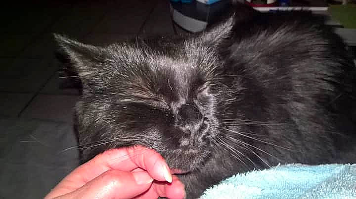 Masha a rejoint le concours — aidez-le/la à gagner de superbes lots ! black_cat, carnivore, cat, claw, domestic_long_haired_cat, domestic_short_haired_cat, ear, felidae, fur, kitten, nap, nebelung, norwegian_forest_cat, persian, sleep, small_to_medium_sized_cats, snout, whiskers