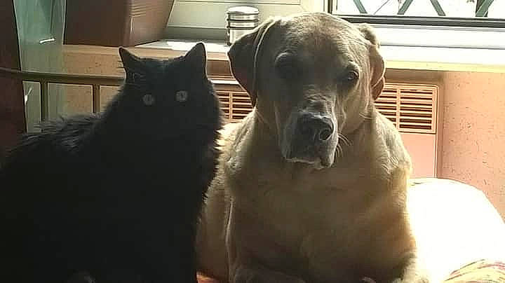 Masha a rejoint le concours — aidez-le/la à gagner de superbes lots ! canidae, carnivore, cat, companion_dog, dog, dog_breed, fawn, felidae, flat_coated_retriever, golden_retriever, labrador_retriever, mammal, nose, puppy, retriever, small_to_medium_sized_cats, snout, sporting_group, vertebrate, whiskers