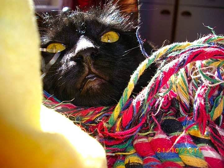 Masha participe au concours pour gagner de l'argent avec cette photo : basket, black_cat, carnivore, cat, felidae, fur, kitten, small_to_medium_sized_cats, snout, thread, whiskers