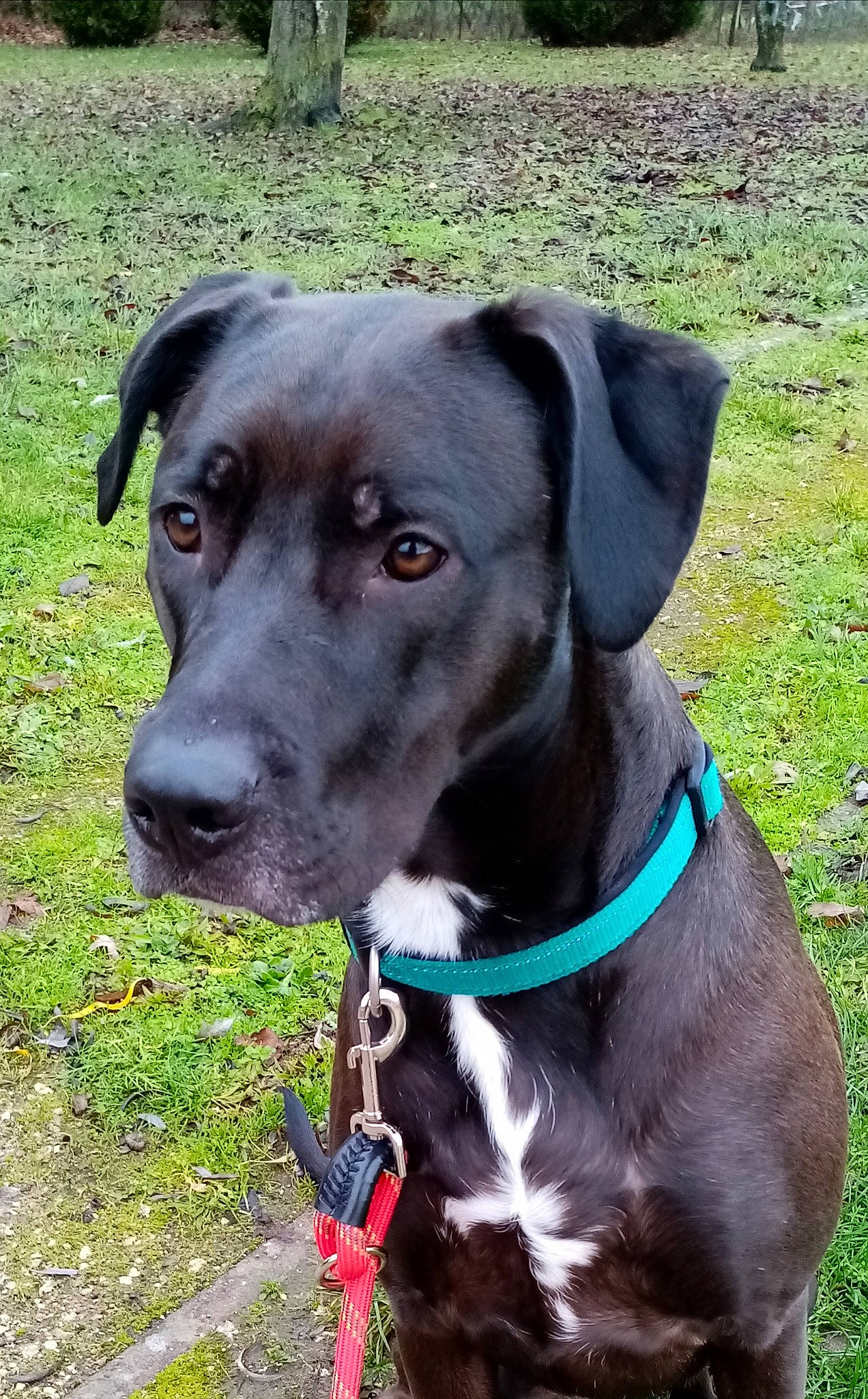 Ottawa a rejoint le concours — aidez-le/la à gagner de superbes lots ! beagador, blue_lacy, borador, canidae, carnivore, dog, dog_breed, dog_collar, eurohound, hunting_dog, labrador_retriever, mammal, mountain_cur, patterdale_terrier, plant, plott_hound, rare_breed_dog, snout, sporting_group, vertebrate