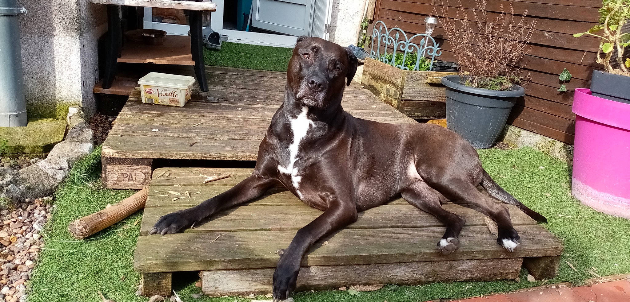 Ottawa a rejoint le concours — aidez-le/la à gagner de superbes lots ! borador, canidae, carnivore, collar, companion_dog, dog, dog_breed, dog_collar, fawn, flowerpot, gun_dog, houseplant, liver, plant, pointing_breed, snout, sporting_group, tail, wood, working_animal