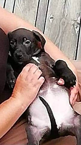 Ottawa a rejoint le concours — aidez-le/la à gagner de superbes lots ! ancient_dog_breeds, art, canidae, carnivore, companion_dog, dog, dog_breed, dog_collar, dog_supply, fawn, fur, non_sporting_group, paw, pet_supply, puppy_love, snout, sporting_group, terrestrial_animal, toy_dog, working_animal