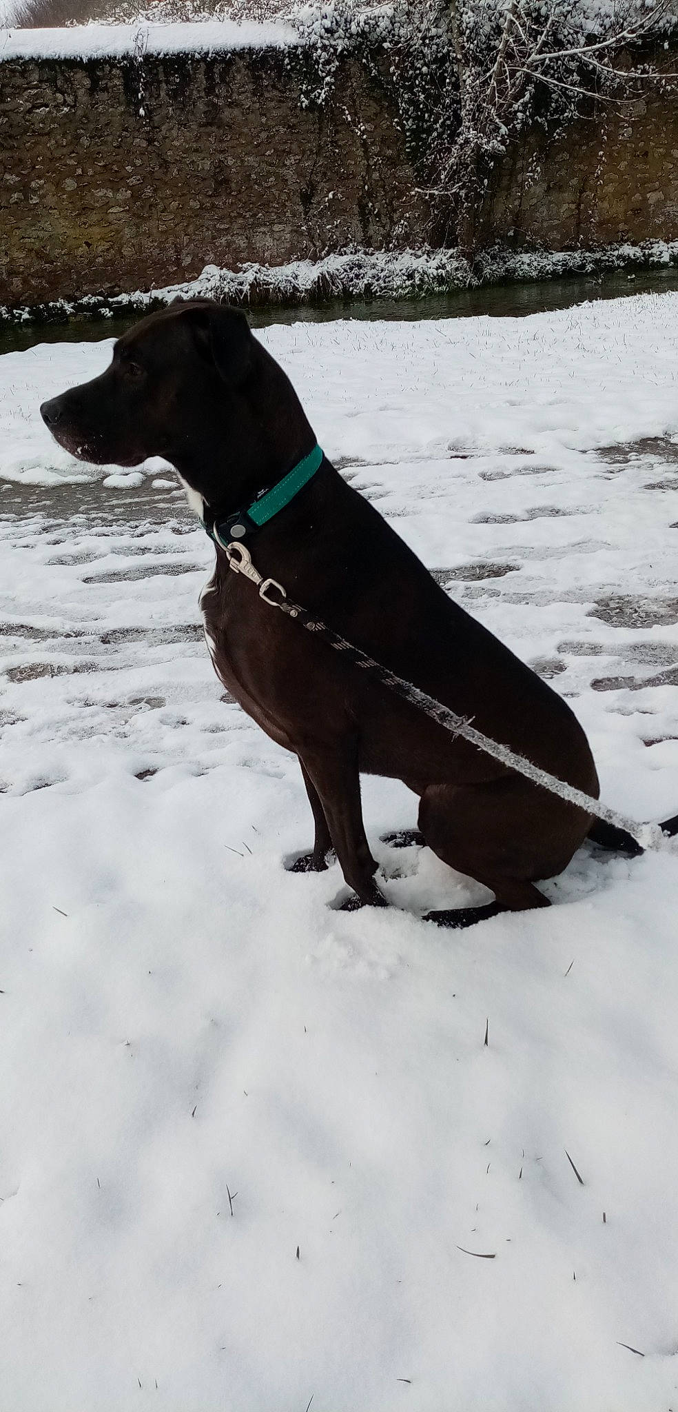 Ottawa participe au concours pour gagner de l'argent avec cette photo : canidae, carnivore, collar, companion_dog, dog, dog_breed, dog_collar, dog_supply, fawn, freezing, guard_dog, mammal, montenegrin_mountain_hound, pet_supply, snout, snow, tail, winter, working_animal, working_dog