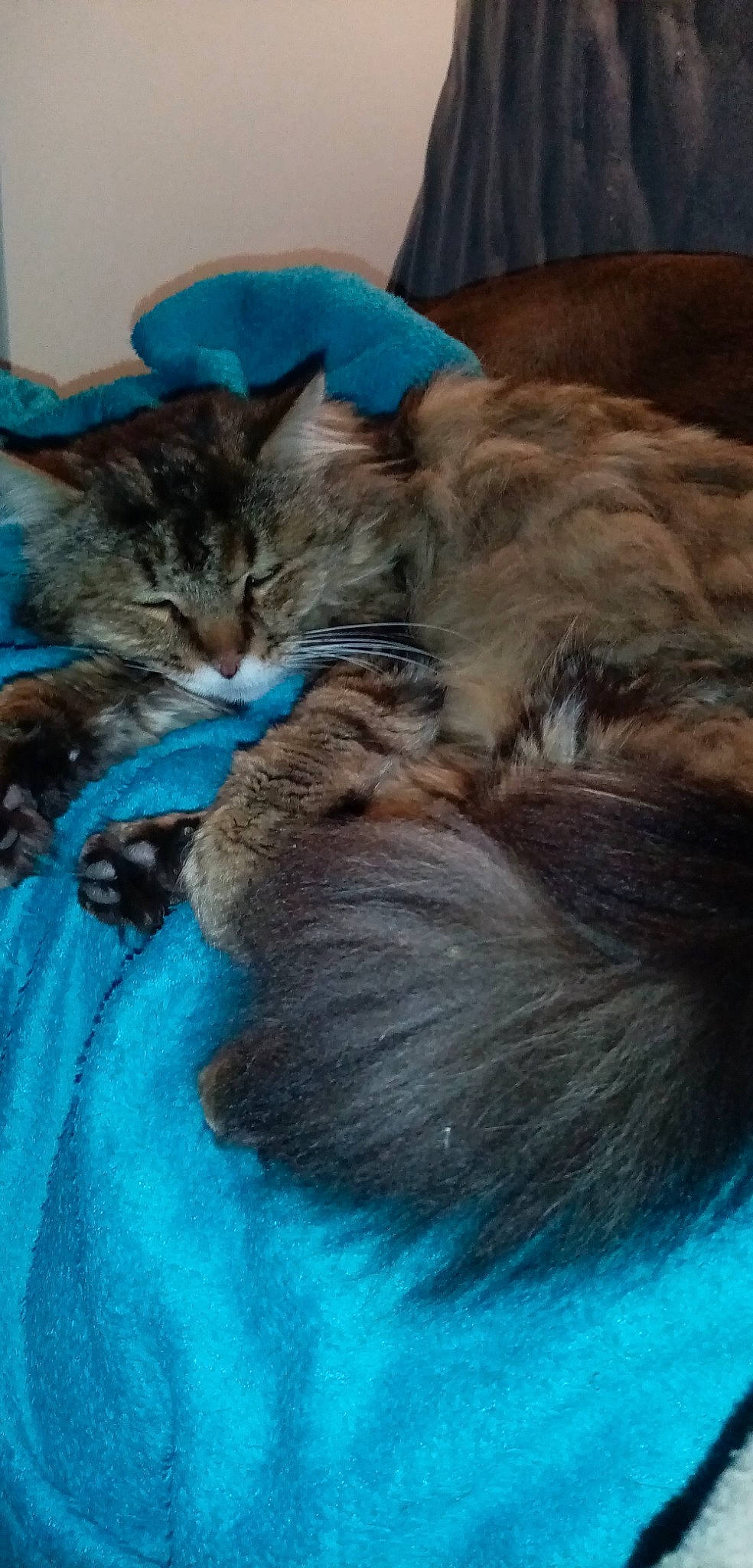 Lylo a rejoint le concours — aidez-le/la à gagner de superbes lots ! carnivore, cat, domestic_long_haired_cat, felidae, fur, kitten, maine_coon, norwegian_forest_cat, siberian, small_to_medium_sized_cats, turquoise, whiskers