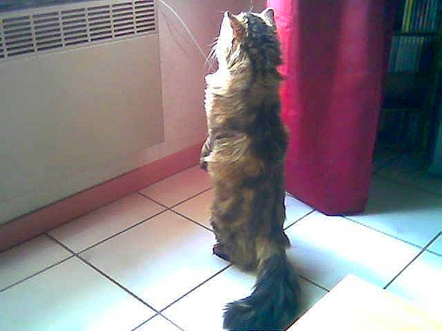 Lylo participe au concours pour gagner de l'argent avec cette photo : carnivore, cat, felidae, fur, long_hair, maine_coon, norwegian_forest_cat, small_to_medium_sized_cats, tail