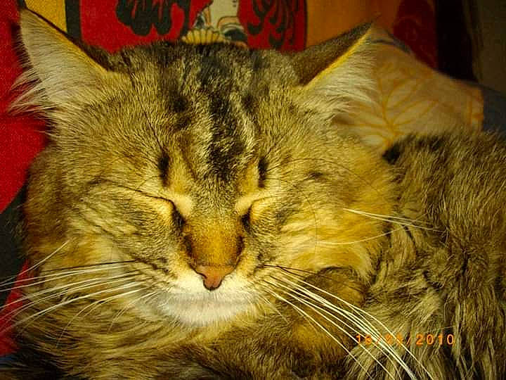 Lylo a rejoint le concours — aidez-le/la à gagner de superbes lots ! asian, california_spangled, carnivore, cat, domestic_long_haired_cat, domestic_short_haired_cat, dragon_li, european_shorthair, felidae, fur, kitten, mammal, norwegian_forest_cat, pixie_bob, siberian, small_to_medium_sized_cats, snout, tabby_cat, whiskers, wild_cat