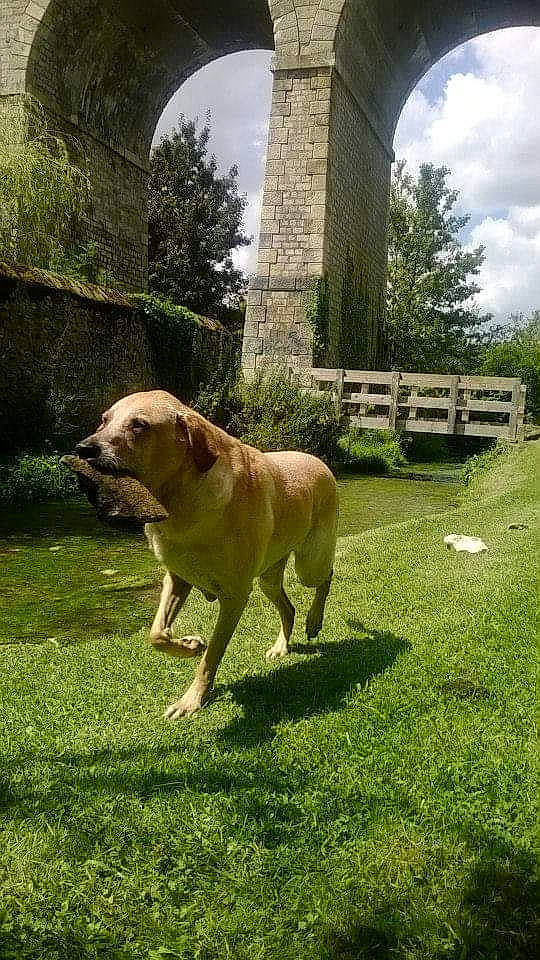 Boomer participe au concours pour gagner de l'argent avec cette photo : anatolian_shepherd_dog, broholmer, canidae, carnivore, companion_dog, dog, dog_breed, fawn, fila_brasileiro, golden_retriever, grass, guard_dog, kangal_dog, labrador_retriever, lawn, mammal, retriever, sporting_group, tree, vertebrate