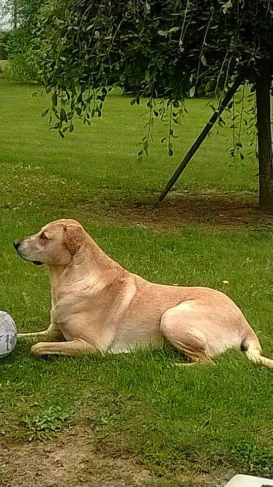 Boomer participe au concours pour gagner de l'argent avec cette photo : anatolian_shepherd_dog, canidae, carnivore, companion_dog, dog, dog_breed, fawn, golden_retriever, grass, labrador_retriever, mammal, retriever, sporting_group, tail, tree, vertebrate, wildlife