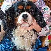 Tom a rejoint le concours — aidez-le/la à gagner de superbes lots ! child, dog, cavalier_king_charles_spaniel, wicker_chair, blanket, indoor, smiling, happy, pet, cute, furry, girl, portrait, cozy, home, casual_clothing, seated, holding, animal, companion