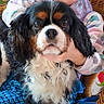 animal, blanket, casual_clothing, cavalier_king_charles_spaniel, child, companion, cozy, cute, dog, furry, girl, happy, holding, home, indoor, pet, portrait, seated, smiling, wicker_chair