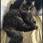Floyd participe au concours pour gagner de l'argent avec cette photo : cat, tabby, fluffy, indoor, couch, furniture, pet, animal, tail, whiskers, fur, relaxed, resting, cozy, domestic, mammal, cute, portrait, sitting, feline