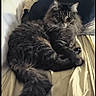animal, cat, couch, cozy, cute, domestic, feline, fluffy, fur, furniture, indoor, mammal, pet, portrait, relaxed, resting, sitting, tabby, tail, whiskers