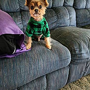 Jasper Jacks is registered to the contest to win money with this photo: dog, small_dog, pet, sweater, green_sweater, checkered_pattern, couch, blue_couch, striped_couch, pillow, purple_pillow, indoor, carpet, floor, cute, fur, ears, sitting, looking, animal