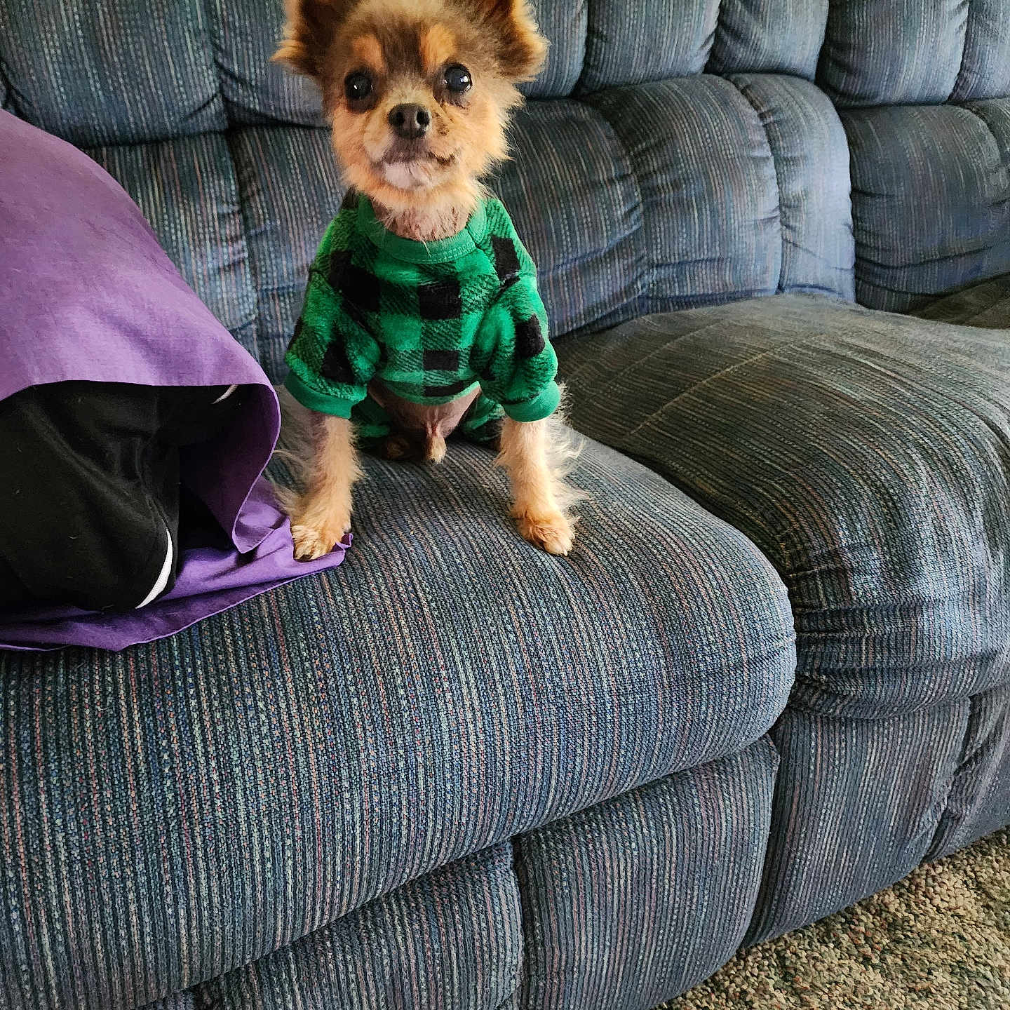 Jasper Jacks is registered to the contest to win money with this photo: animal, blue_couch, carpet, checkered_pattern, couch, cute, dog, ears, floor, fur, green_sweater, indoor, looking, pet, pillow, purple_pillow, sitting, small_dog, striped_couch, sweater