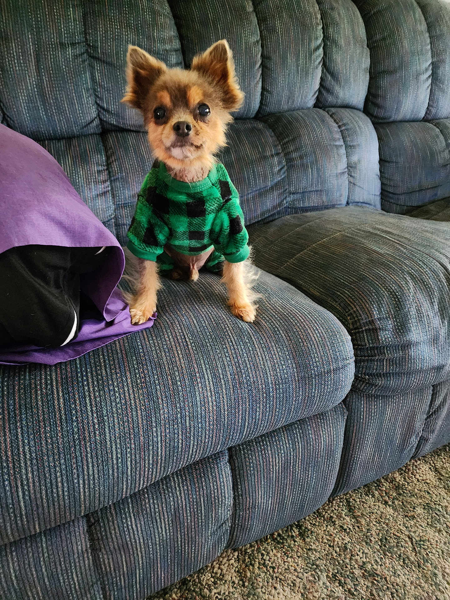 Jasper Jacks is registered to the contest to win money with this photo: dog, small_dog, pet, sweater, green_sweater, checkered_pattern, couch, blue_couch, striped_couch, pillow, purple_pillow, indoor, carpet, floor, cute, fur, ears, sitting, looking, animal