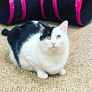 Sia is registered to the contest to win money with this photo: animal, black_and_white, carpet, cat, close_up, curious, cute, domestic_cat, ears, feline, floor, fur, green_eyes, indoor, looking_up, pet, pink_nose, sitting, striped_object, whiskers