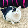 cat, black_and_white, green_eyes, carpet, indoor, pet, feline, curious, sitting, close_up, animal, whiskers, ears, pink_nose, floor, striped_object, domestic_cat, cute, looking_up, fur
