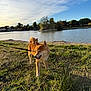 dog, shiba_inu, leash, grass, lake, water, trees, sky, clouds, sunlight, outdoor, nature, pet, canine, animal, walk, greenery, daytime, park, scenic