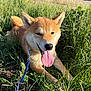 Asaki a rejoint le concours — aidez-le/la à gagner de superbes lots ! dog, shiba_inu, grass, outdoor, sunlight, leash, pet, canine, tongue_out, happy, nature, greenery, animal, playful, summer, closeup, fur, ears, nose, resting