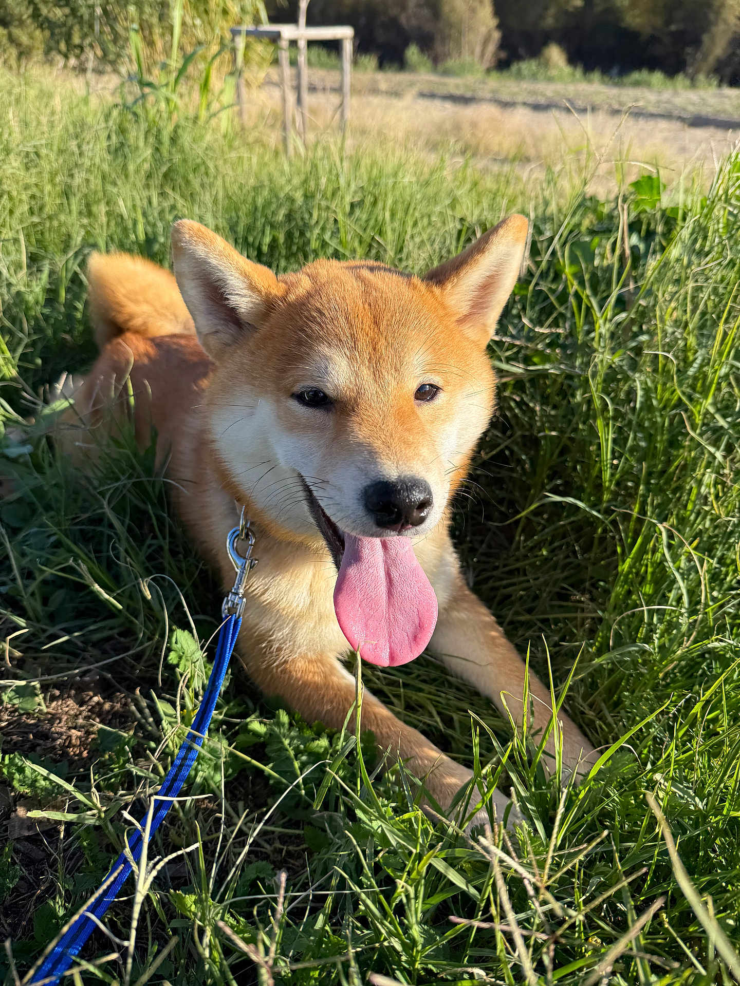 Asaki a rejoint le concours — aidez-le/la à gagner de superbes lots ! dog, shiba_inu, grass, outdoor, sunlight, leash, pet, canine, tongue_out, happy, nature, greenery, animal, playful, summer, closeup, fur, ears, nose, resting