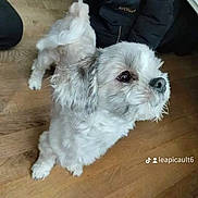 Rouky participe au concours pour gagner de l'argent avec cette photo : dog, white_dog, small_dog, curious, pet, indoor, wooden_floor, fur, animal, cute, standing, looking_sideways, domestic_animal, companion, house, floor, canine, fluffy, adorable, mammal