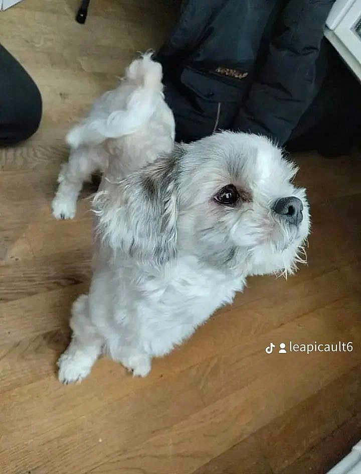 Rouky participe au concours pour gagner de l'argent avec cette photo : dog, white_dog, small_dog, curious, pet, indoor, wooden_floor, fur, animal, cute, standing, looking_sideways, domestic_animal, companion, house, floor, canine, fluffy, adorable, mammal