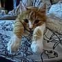 Blaze Morris is registered to the contest to win money with this photo: cat, kitten, orange_cat, white_paws, stretching, blanket, cartoon_characters, deer, cute, cozy, indoor, pet, animal, feline, resting, close_up, fur, whiskers, ears, curious