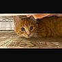 Blaze Morris joined the competition — help win amazing prizes! cat, orange_tabby, pet, animal, curious, hiding, floor, indoor, whiskers, ears, eyes, feline, metal_shelf, closeup, young_cat, fur, cute, alert, home, playful
