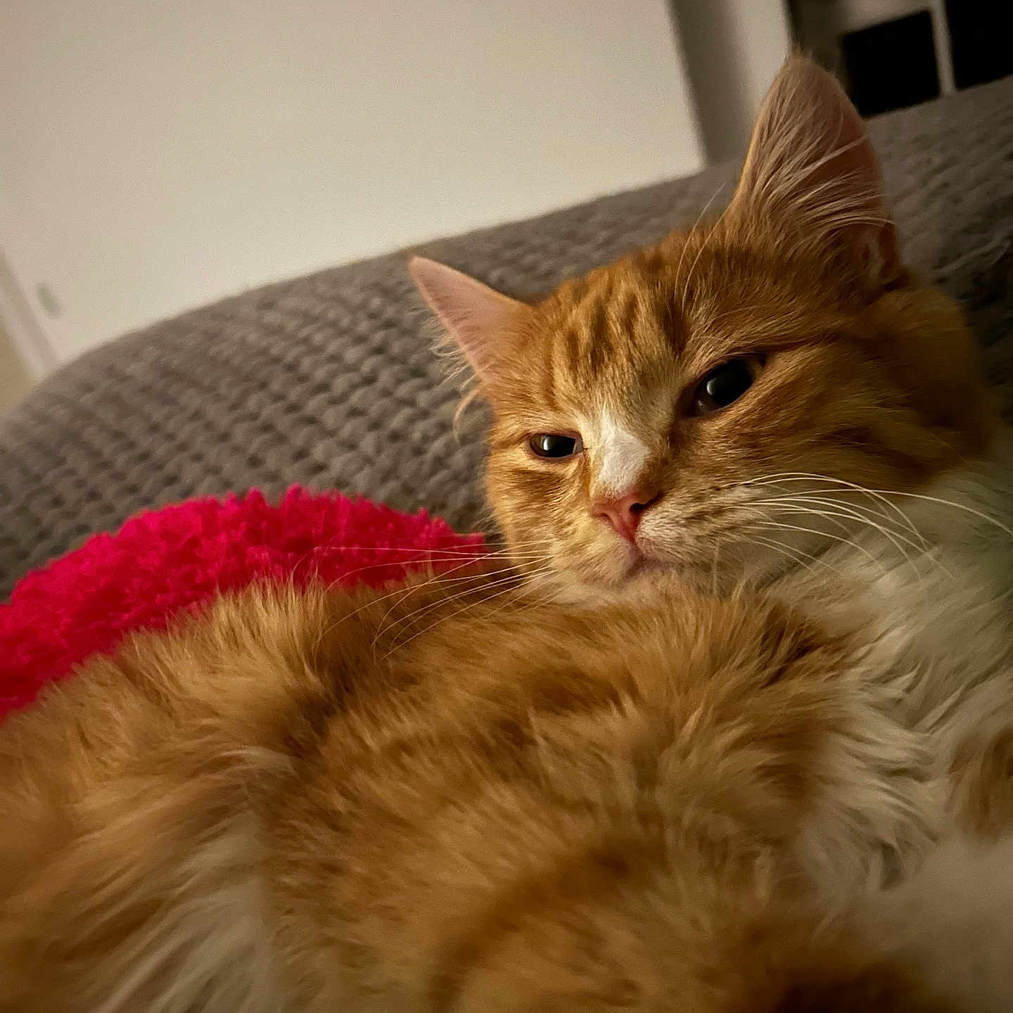 Blaze Morris joined the competition — help win amazing prizes! animal, blanket, cat, closeup, couch, cozy, cute, domestic_cat, feline, fluffy, fur, home, indoor, orange_cat, pet, relaxed, resting, sleepy, soft, whiskers