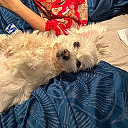 Pamuk is registered to the contest to win money with this photo: dog, white_dog, fluffy, bed, blanket, blue_blanket, red_clothing, person, hand, phone, indoor, lying_down, looking_up, curious, fur, cozy, resting, casual, patterned_clothing, relaxed