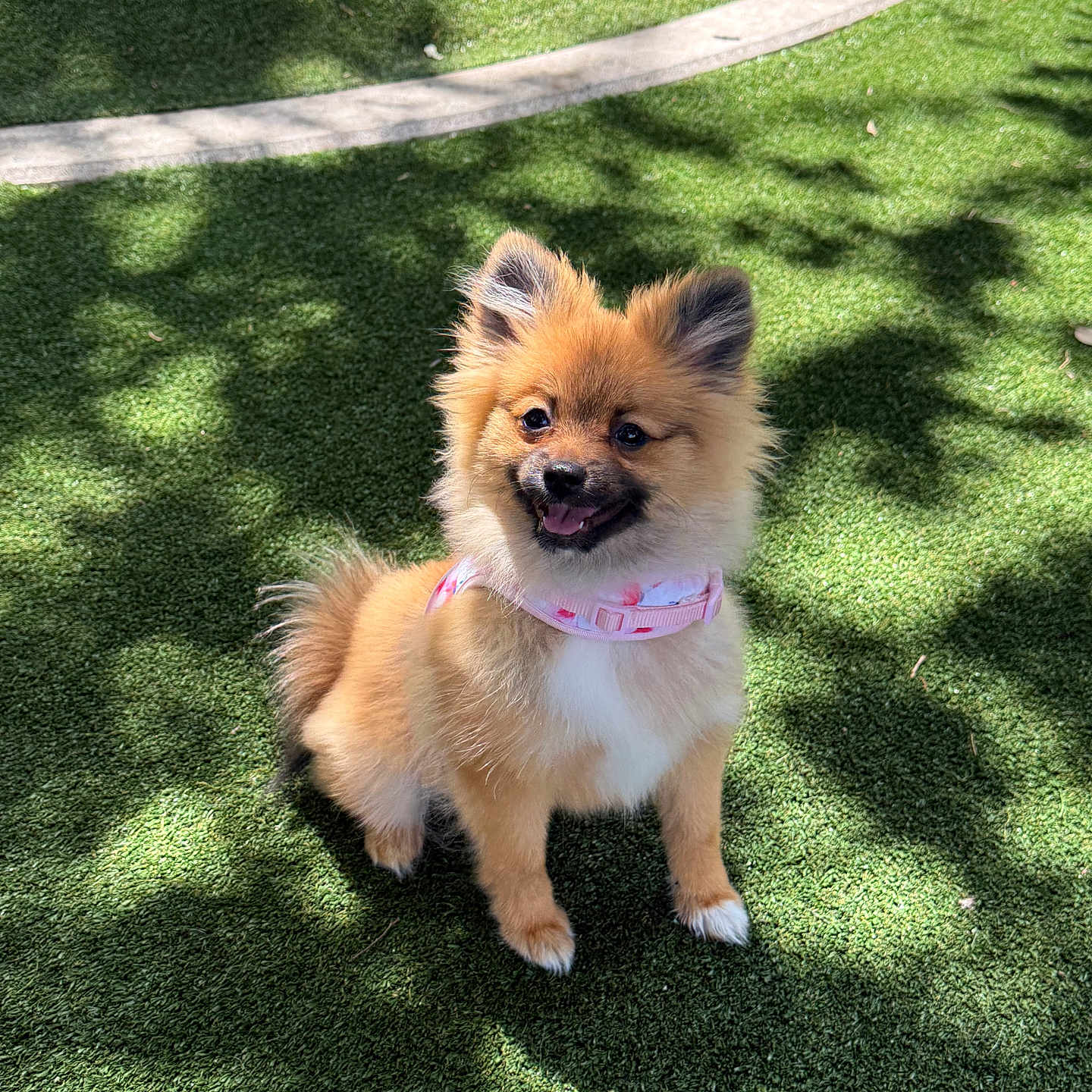 Gemma