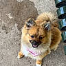 Gemma is registered to the contest to win money with this photo: animal, brown_fur, canine, collar, companion, concrete, cute, dog, fluffy, fur, looking_up, outdoor, pet, plant_pots, playful, pomeranian, small_dog, smiling, stacked_pots, white_paw