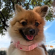 Gemma is registered to the contest to win money with this photo: animal, canine, closeup, collar, cute, daytime, dog, ears, fur, happy, nature, outdoor, park, pet, pomeranian, sky, smiling, sunlight, tongue, tree