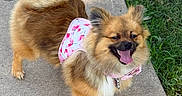 Gemma joined the competition — help win amazing prizes! animal, canine, collar, cute, dog, ears, fluffy, fur, grass, happy, harness, outdoor, pet, pink, pomeranian, sidewalk, small_dog, summer, tongue_out, walking