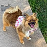 animal, canine, collar, cute, dog, ears, fluffy, fur, grass, happy, harness, outdoor, pet, pink, pomeranian, sidewalk, small_dog, summer, tongue_out, walking