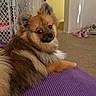 Gemma joined the competition — help win amazing prizes! animal, baby_gate, brown, carpet, companion, cozy, cute, dog, ears, fluffy, fur, furniture, home, indoor, looking_back, pet, purple, relaxed, shoes, small_dog