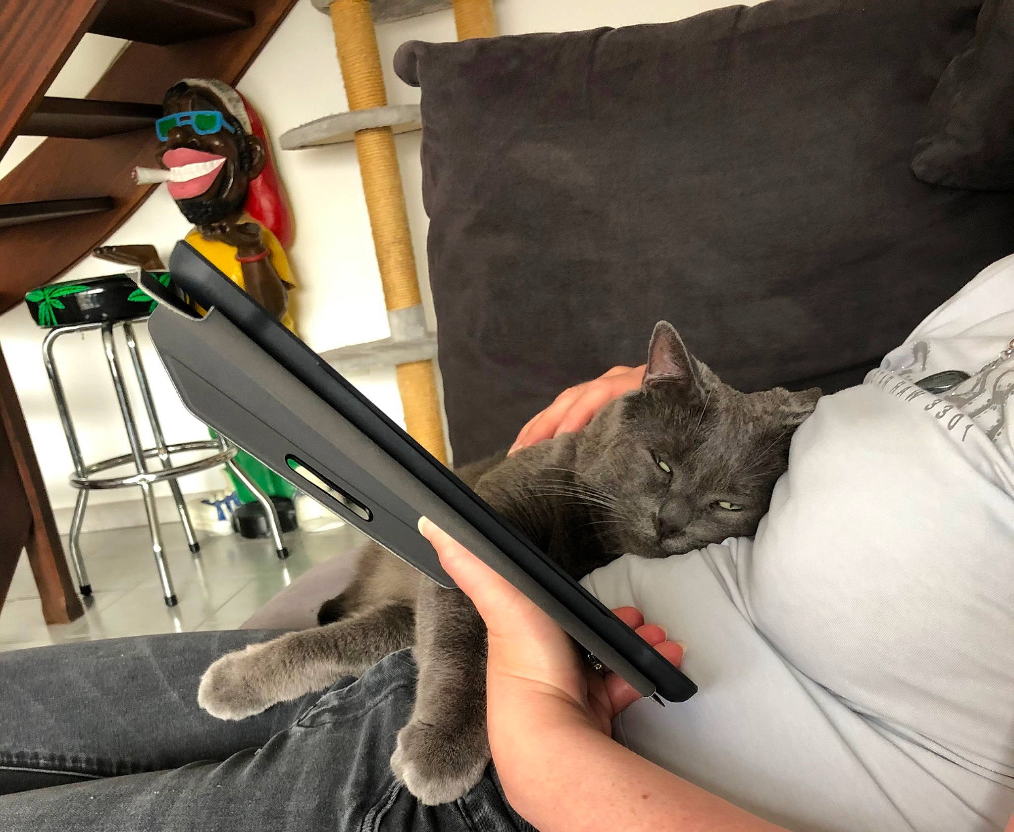 Heaven a rejoint le concours — aidez-le/la à gagner de superbes lots ! auto_part, automotive_exterior, automotive_window_part, bag, canidae, cat, comfort, couch, felidae, fur, human_leg, lap, musical_instrument, room, sitting, small_to_medium_sized_cats, sporting_group, t_shirt, vehicle_door, whiskers