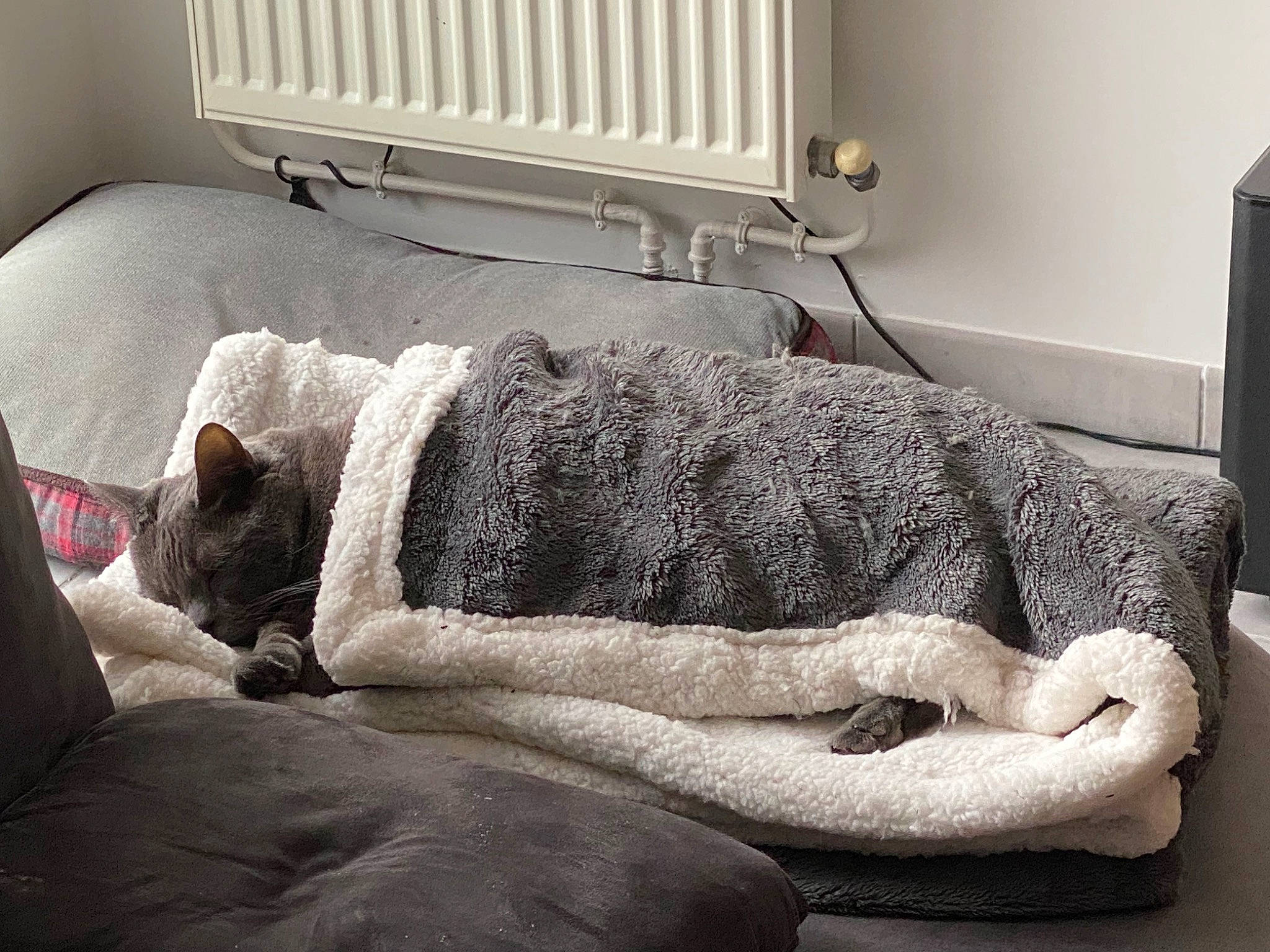 Heaven participe au concours pour gagner de l'argent avec cette photo : bed, bedding, carnivore, chair, comfort, couch, duvet, felidae, floor, flooring, fur, grey, linens, living_room, monochrome, room, small_to_medium_sized_cats, textile, window, wood