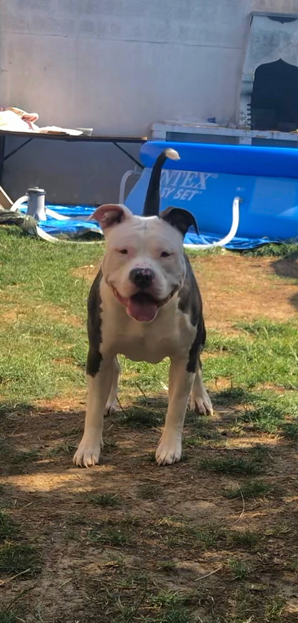 Xena a rejoint le concours — aidez-le/la à gagner de superbes lots ! blue, canidae, carnivore, collar, companion_dog, dog, dog_breed, dog_collar, dog_supply, fawn, grass, pet_supply, plant, snout, soil, sporting_group, tail, terrestrial_animal, working_animal, working_dog