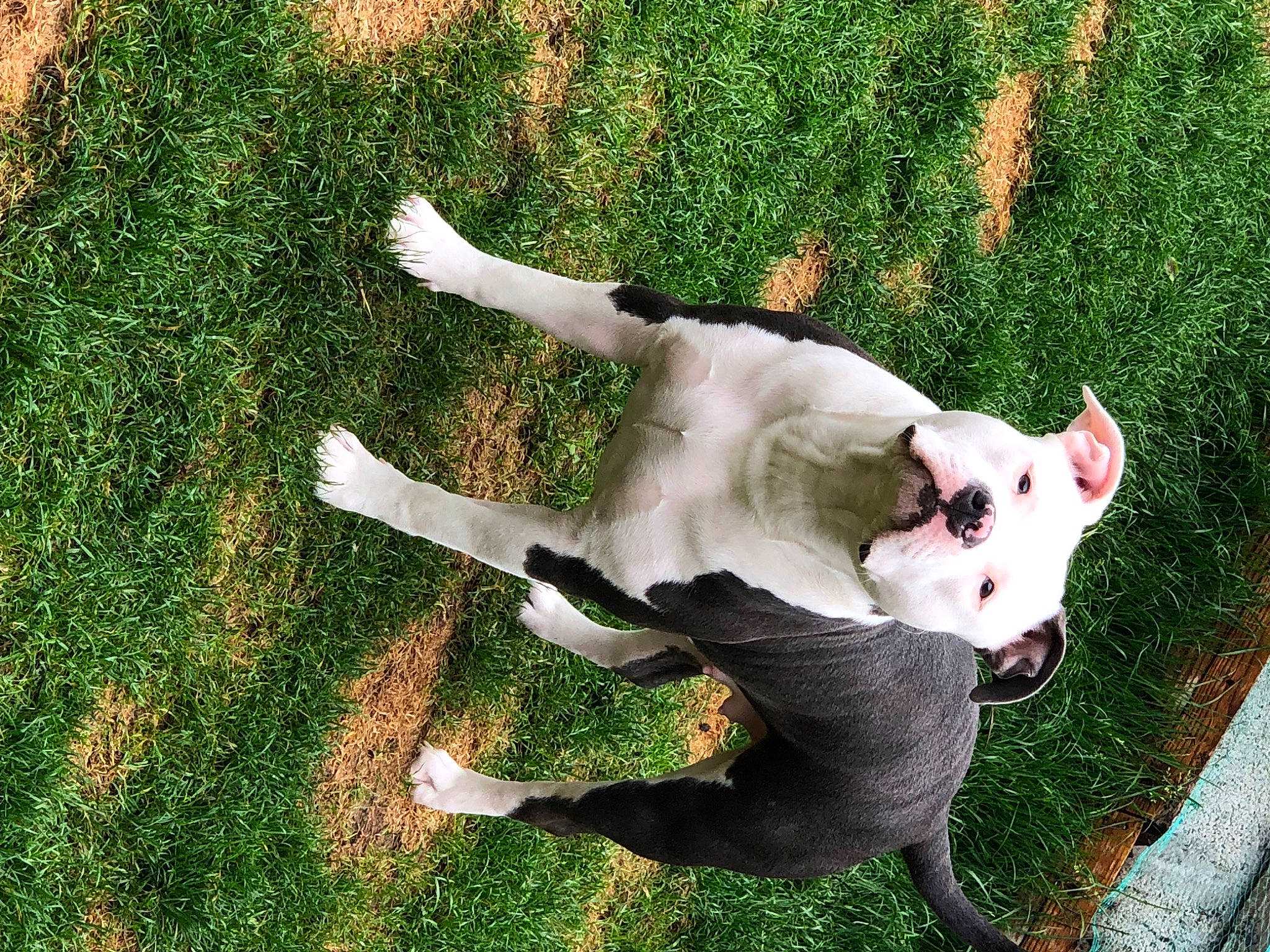 Xena a rejoint le concours — aidez-le/la à gagner de superbes lots ! art, canidae, carnivore, companion_dog, dog, dog_breed, fawn, felidae, fur, grass, paw, plant, small_to_medium_sized_cats, snout, sporting_group, tail, terrestrial_animal, vertebrate, whiskers, working_animal