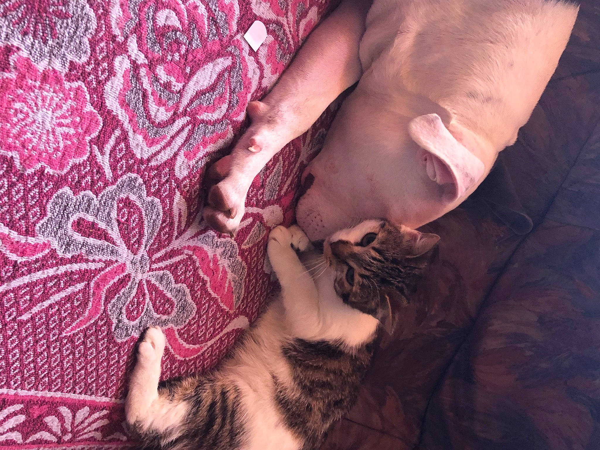 Xena a rejoint le concours — aidez-le/la à gagner de superbes lots ! arm, carnivore, cat, comfort, couch, dress, eye, eyelash, fawn, felidae, finger, flash_photography, gesture, hand, head, human_body, leg, neck, skin, textile