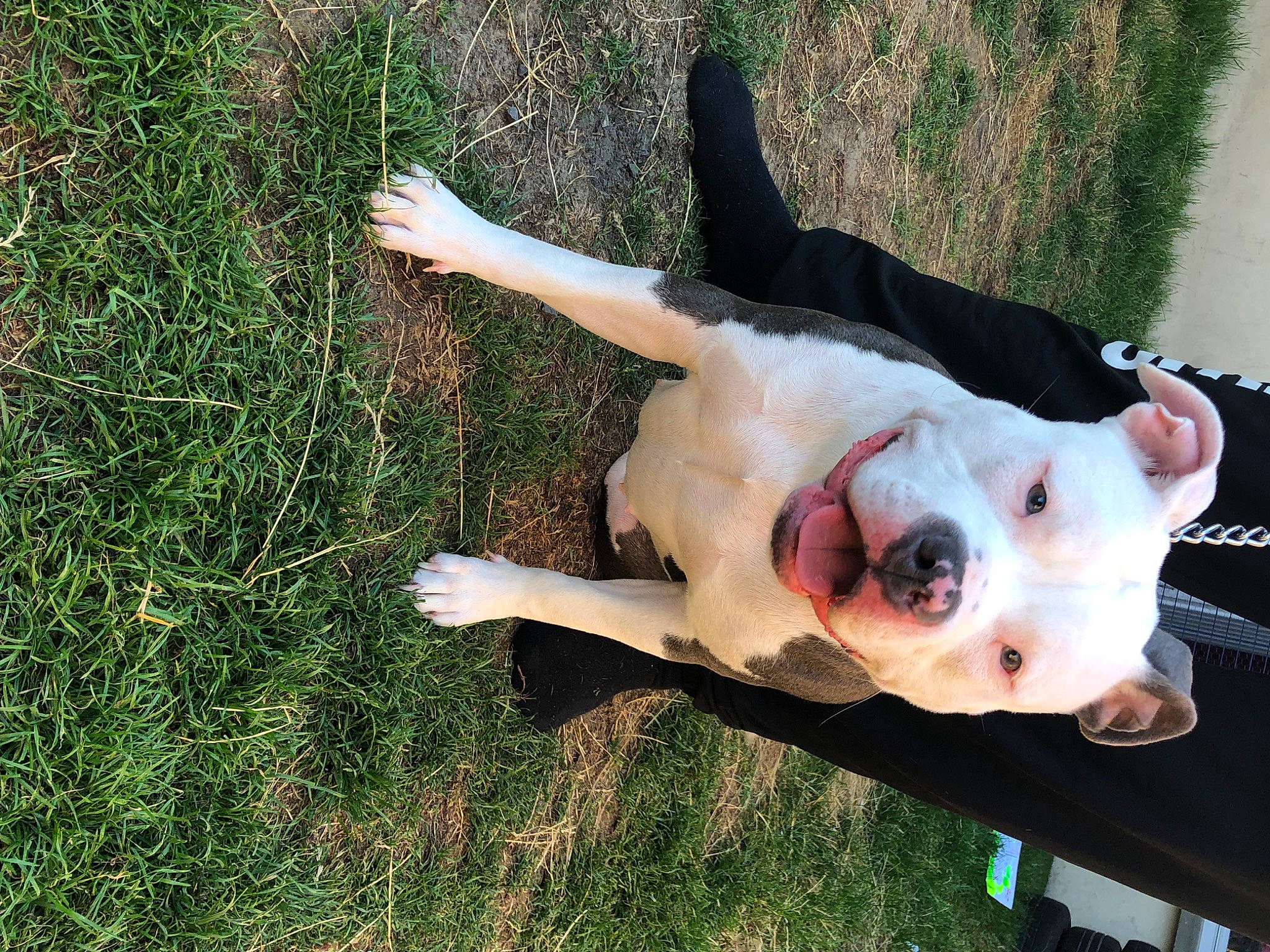 Xena participe au concours pour gagner de l'argent avec cette photo : carnivore, collar, companion_dog, dog, dog_breed, dog_collar, dog_supply, dogo_guatemalteco, eyewear, fawn, grass, mammal, plant, snout, tail, terrestrial_animal, tree, vertebrate, whiskers, working_animal