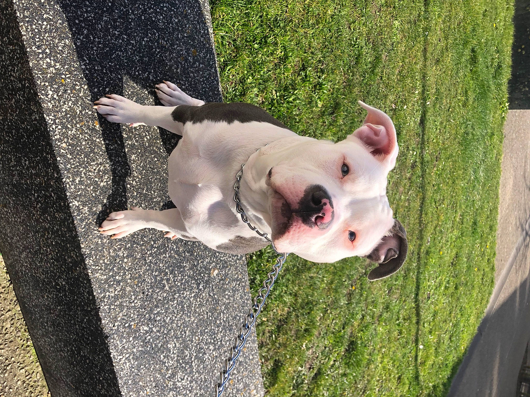 Xena participe au concours pour gagner de l'argent avec cette photo : bull_terrier, canidae, carnivore, collar, companion_dog, dog, dog_breed, dog_collar, dog_supply, dogo_guatemalteco, english_white_terrier, fawn, grass, non_sporting_group, plant, snout, sporting_group, tail, working_animal, working_dog